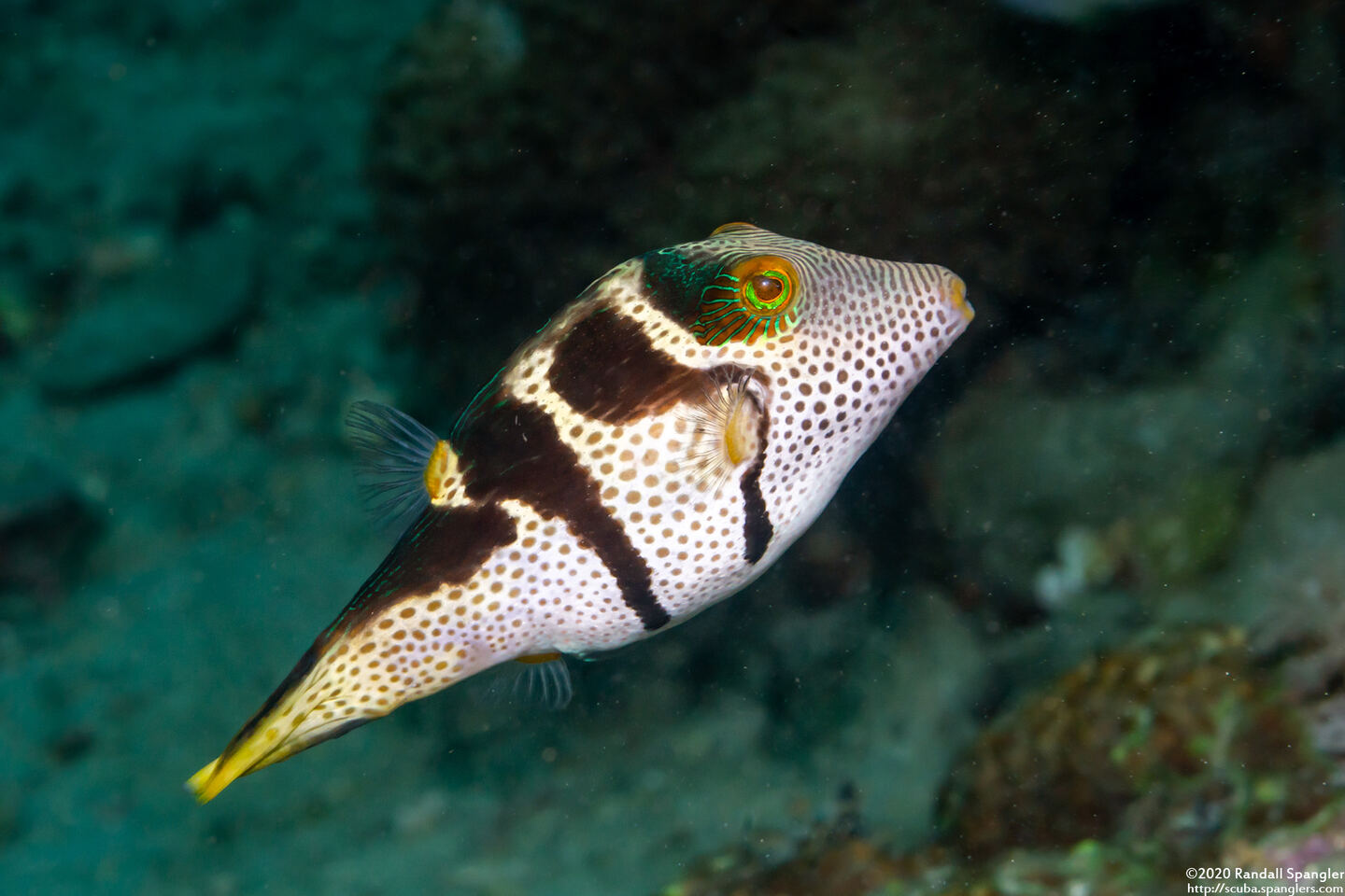 Canthigaster valentini (Black-Saddled Toby)