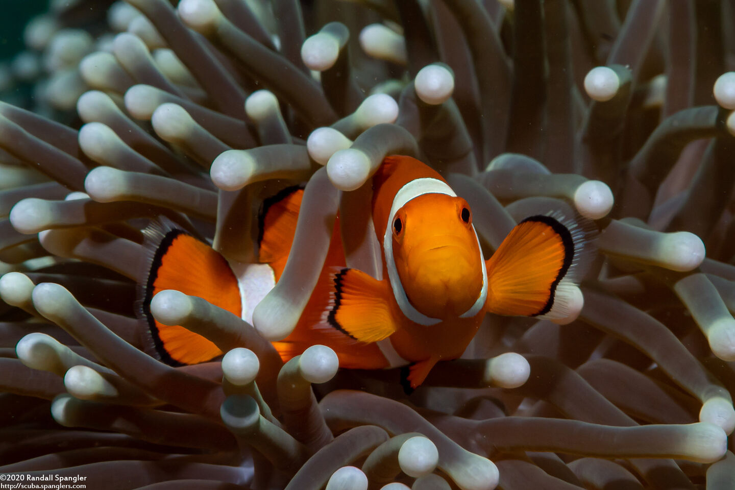 Amphiprion ocellaris (False Clown Anemonefish)