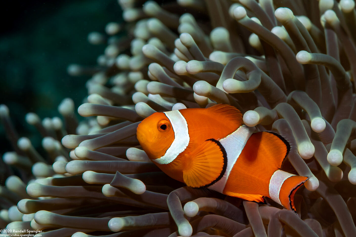 Amphiprion ocellaris (False Clown Anemonefish)