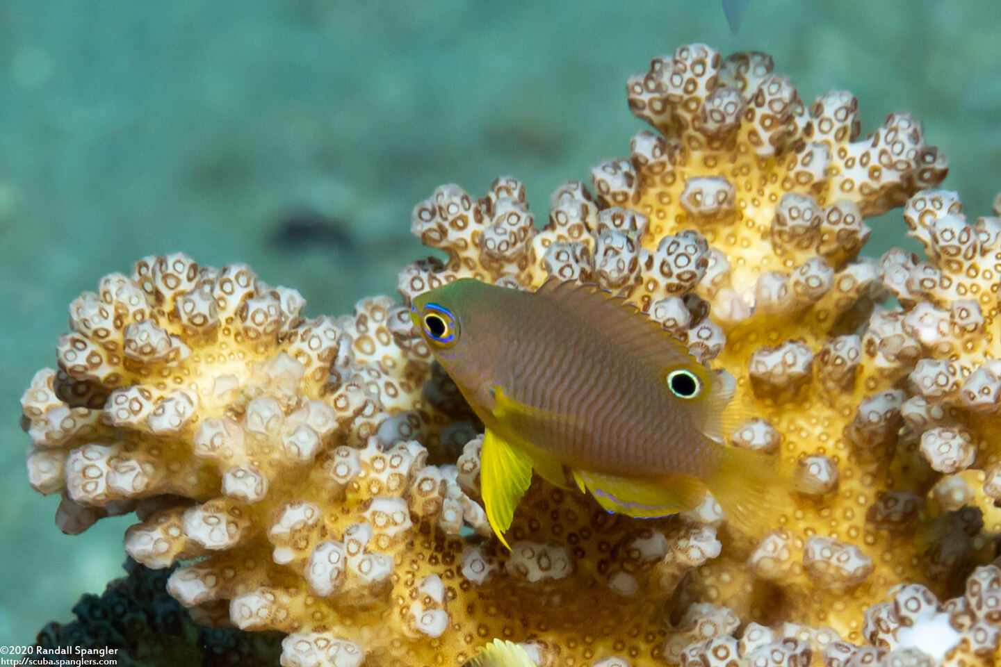 Pomacentrus moluccensis (Lemon Damsel)