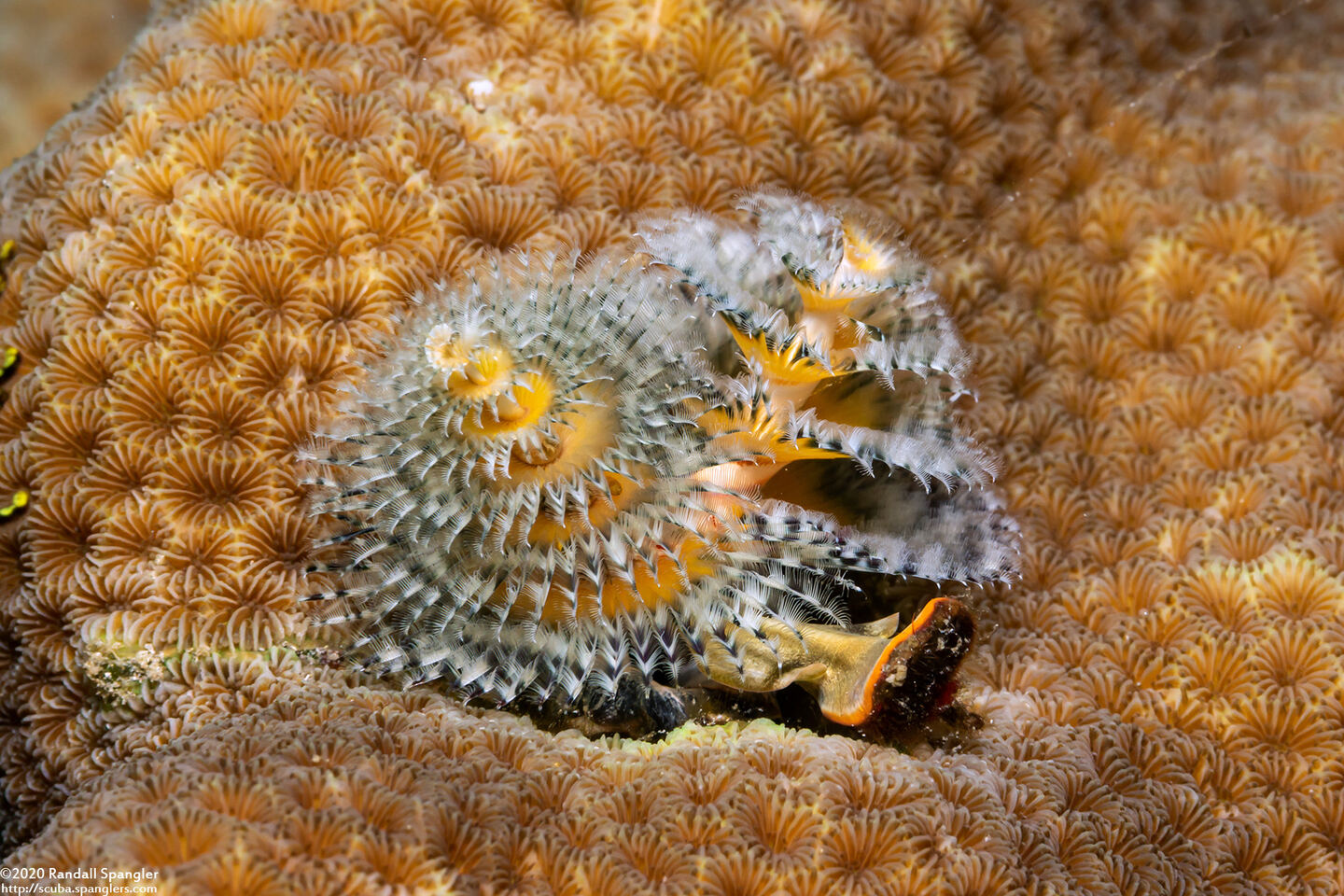 Spirobranchus sp.1 (Christmas Tree Worm)