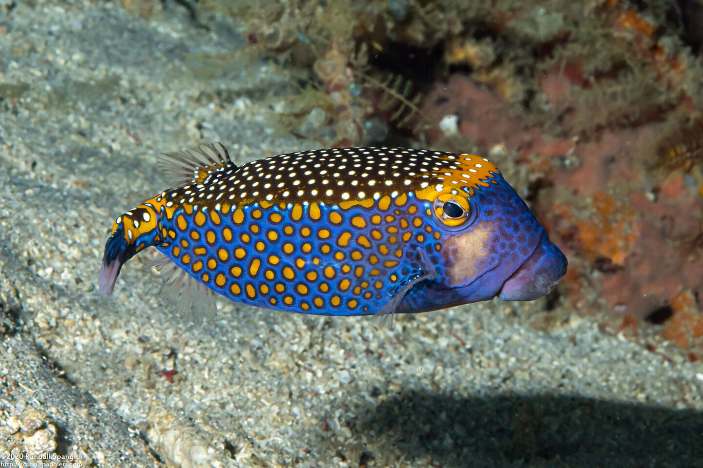Ostracion meleagris (Spotted Boxfish)