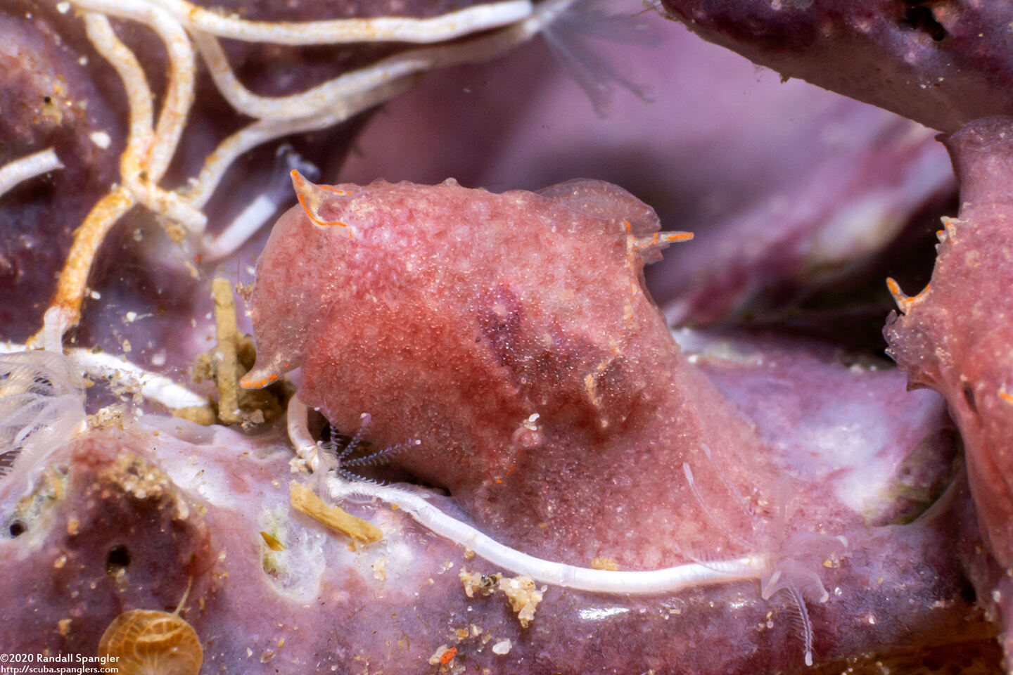 Sagaminopteron sp.1 (Sagaminopteron sp.1)