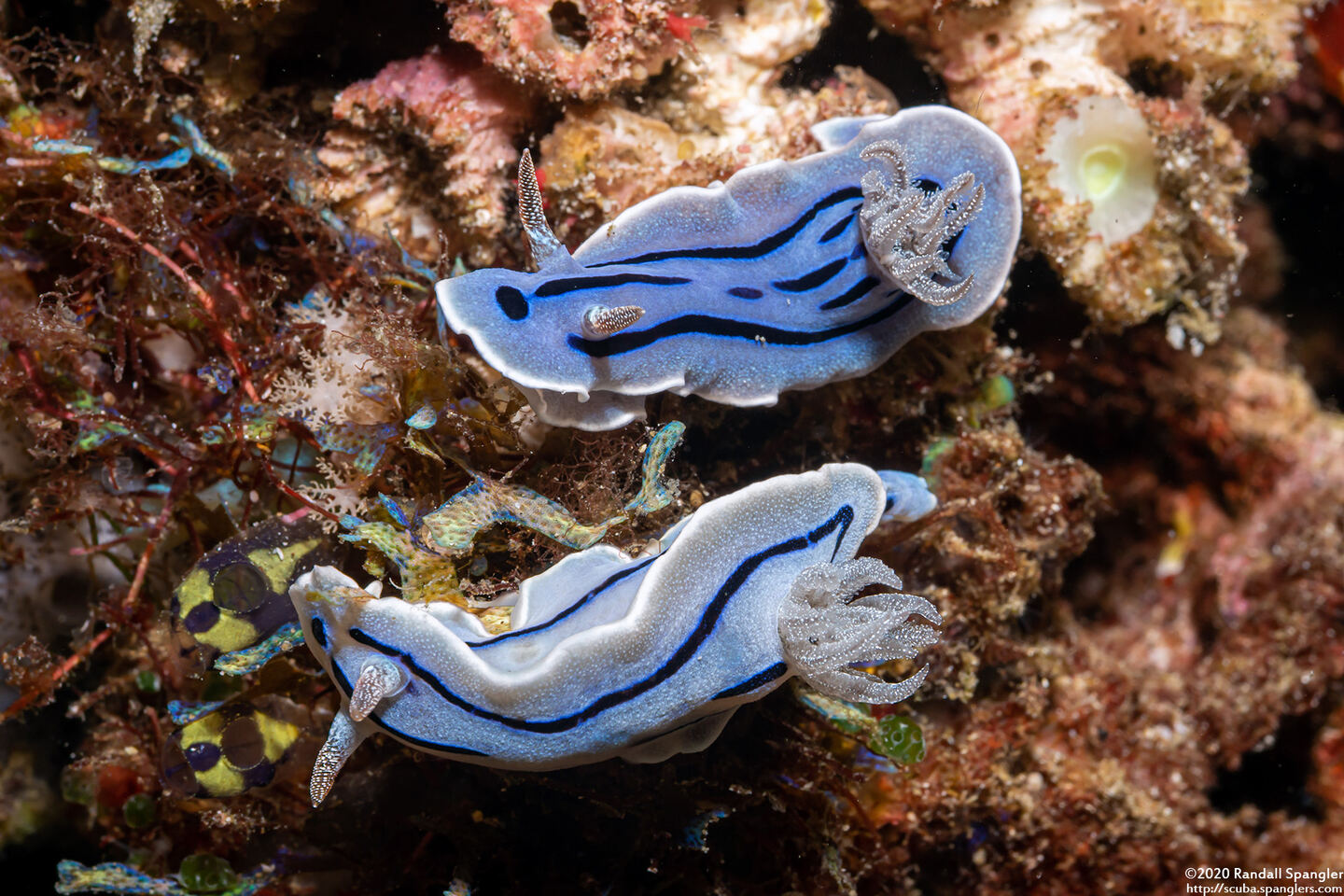 Chromodoris willani (Willan's Chromodoris)