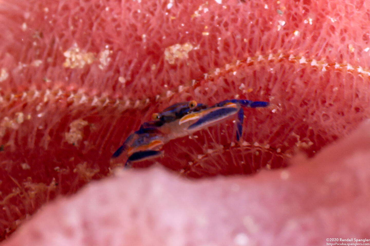 Aliaporcellana spongicola (Porcelain Crab)