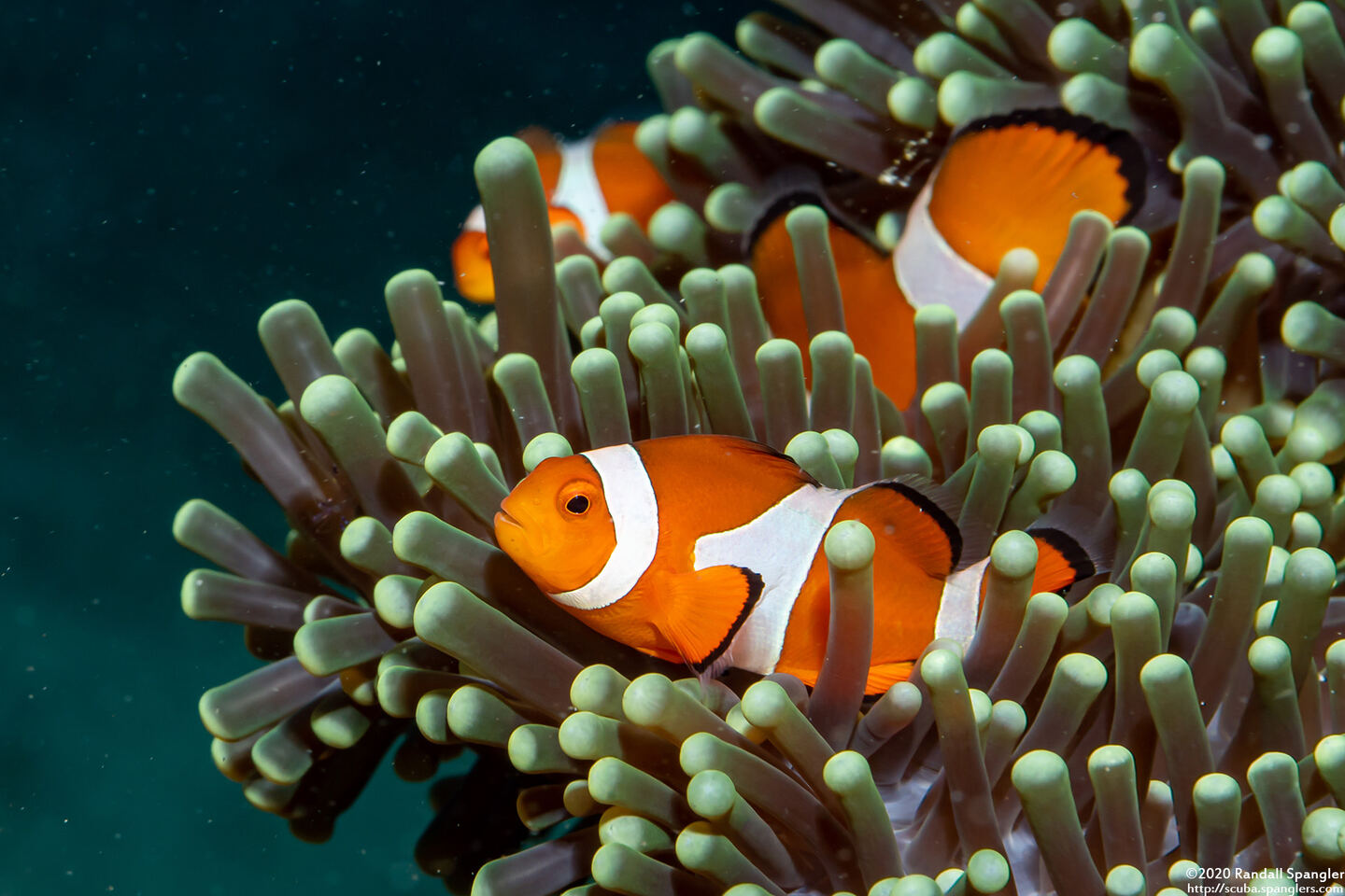 Amphiprion ocellaris (False Clown Anemonefish)