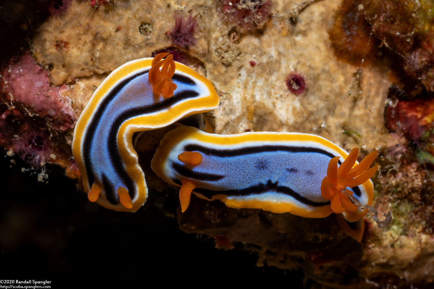 Chromodoris annae (Anna's Chromodoris)