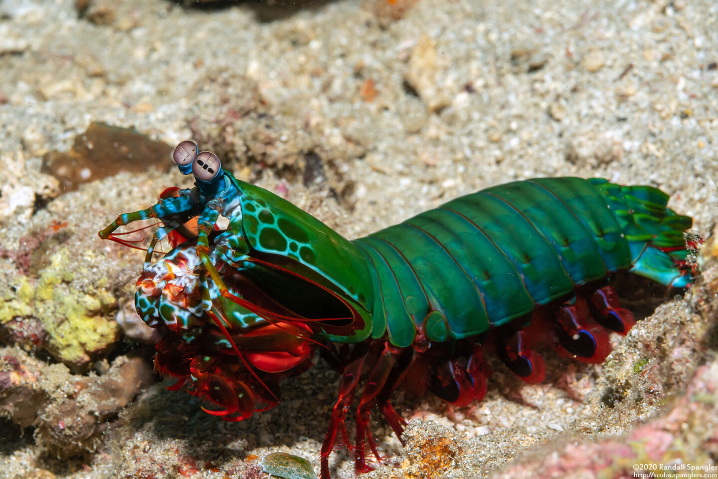 Odontodactylus scyllarus (Peacock Mantis Shrimp)