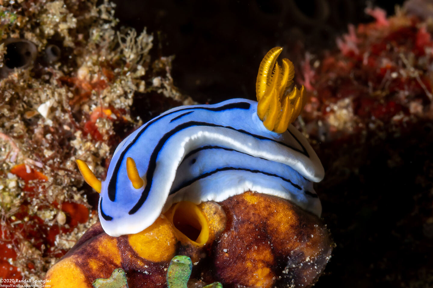 Chromodoris lochi (Loch's Chromodoris)