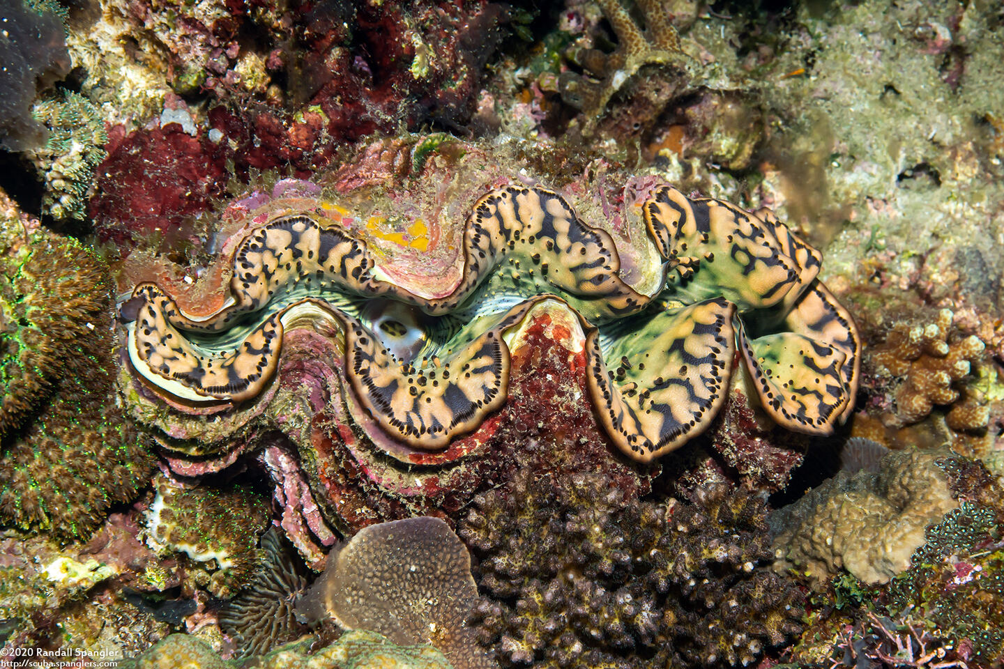 Tridacna squamosa (Fluted Giant Clam)