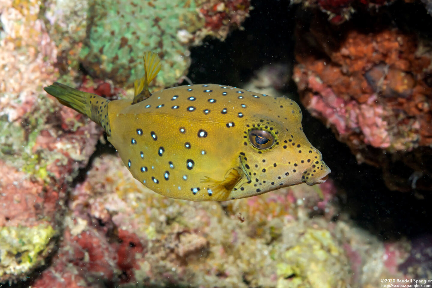 Ostracion cubicum (Yellow Boxfish)