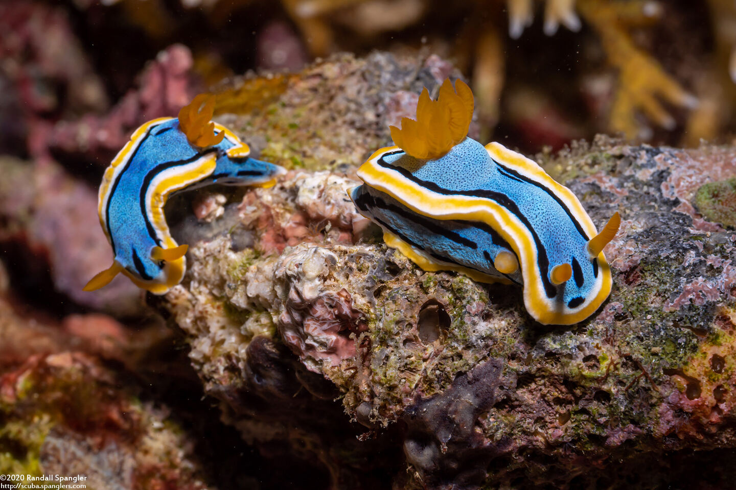 Chromodoris annae (Anna's Chromodoris)