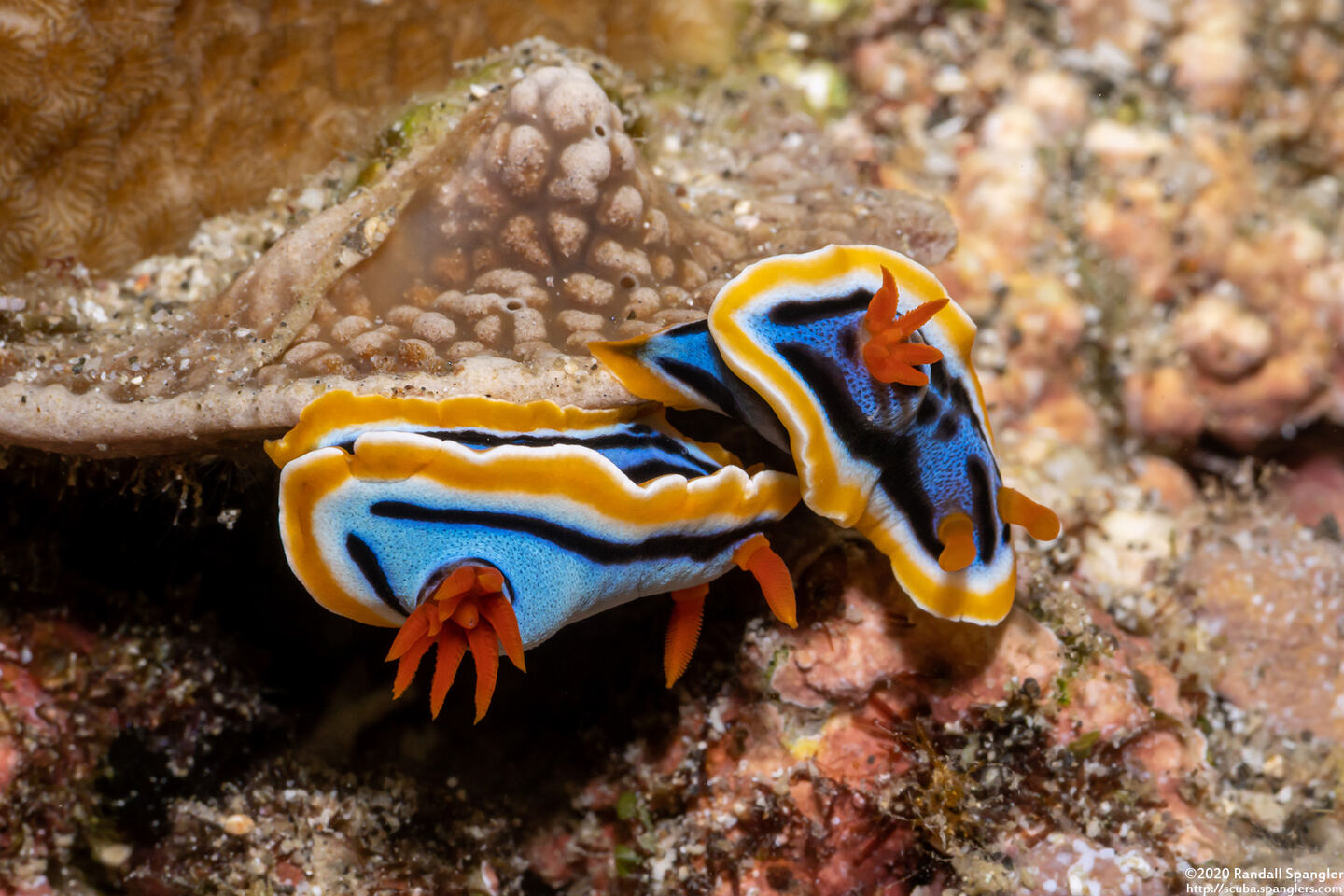 Chromodoris annae (Anna's Chromodoris)