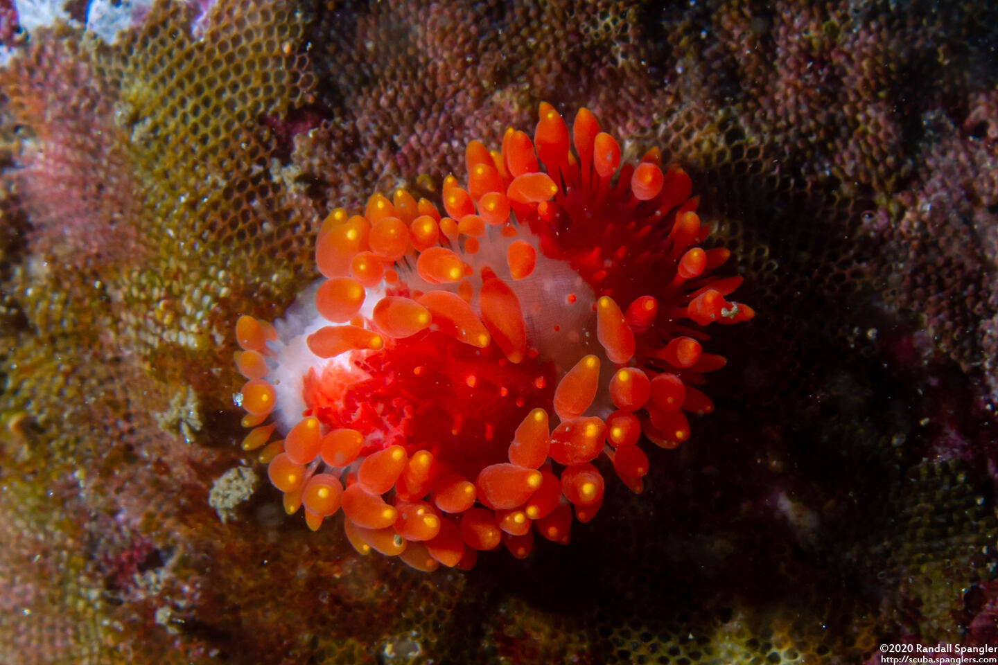 Limacia cockerelli (Cockerell's Dorid)