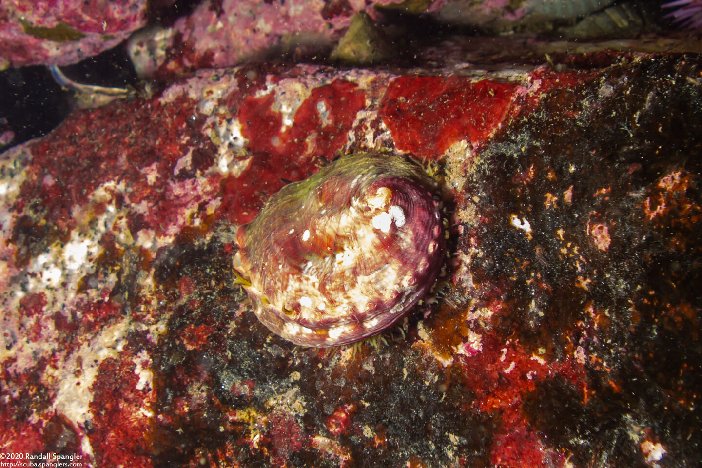 Haliotis kamtschatkana (Pinto Abalone)