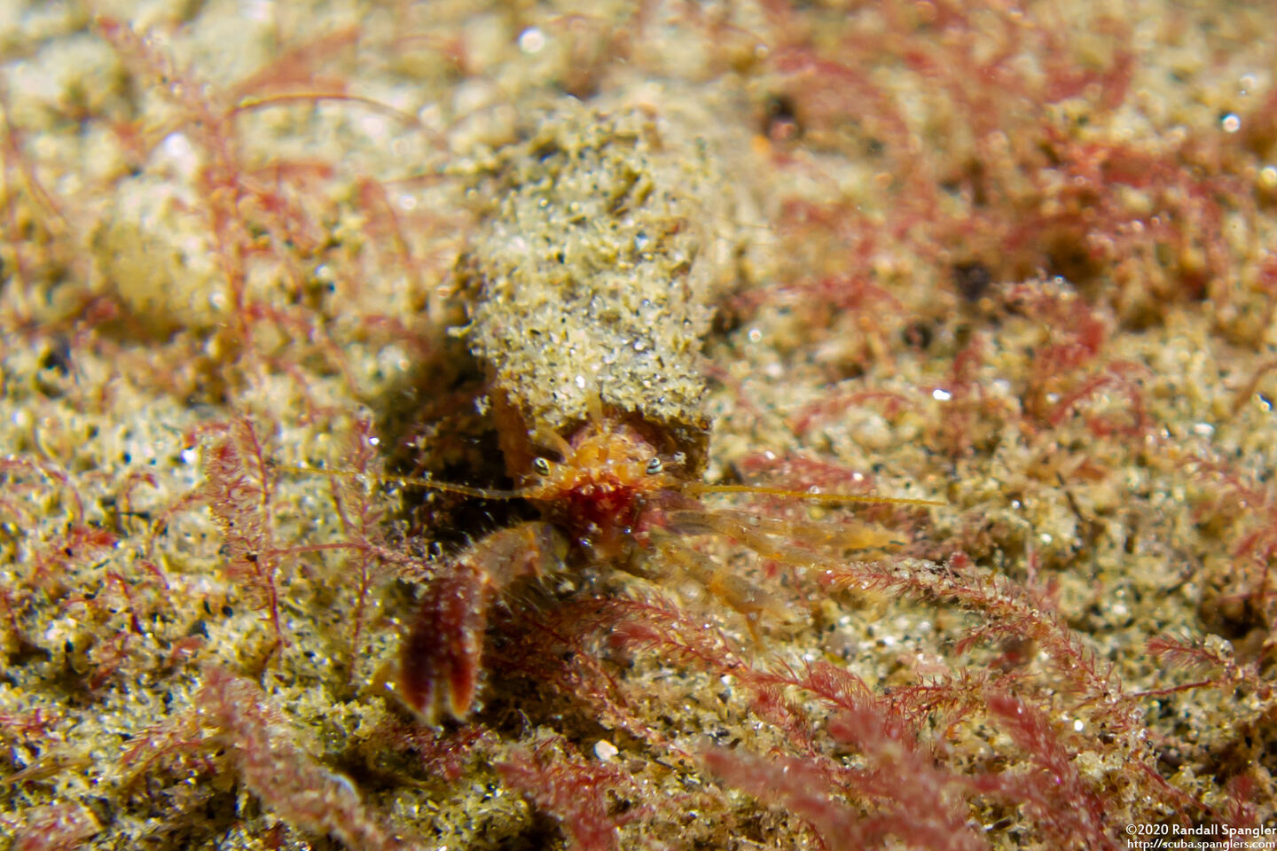 Orthopagurus minimus (Toothshell Hermit Crab)