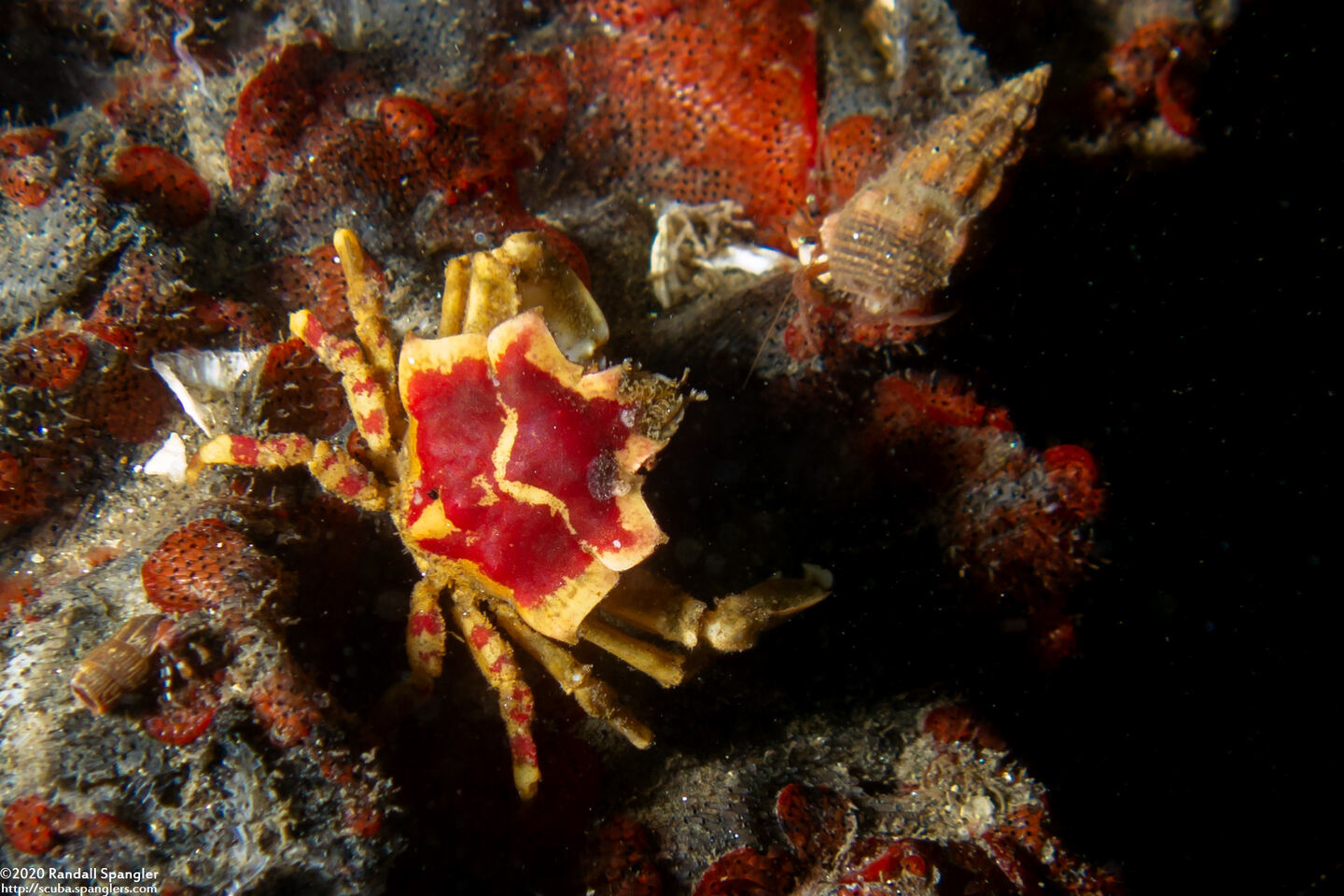 Pugettia foliata (Foliate Kelp Crab)