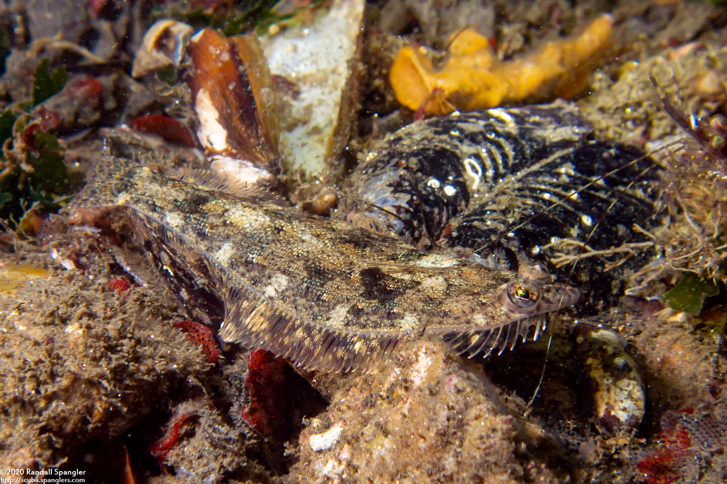 Citharichthys stigmaeus (Speckled Sanddab)