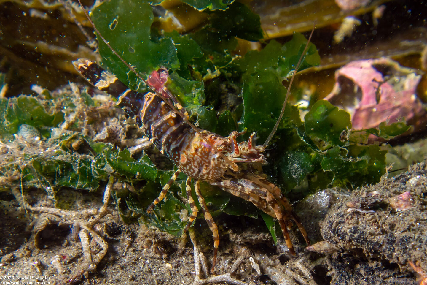 Heptacarpus palpator (Intertidal Coastal Shrimp)