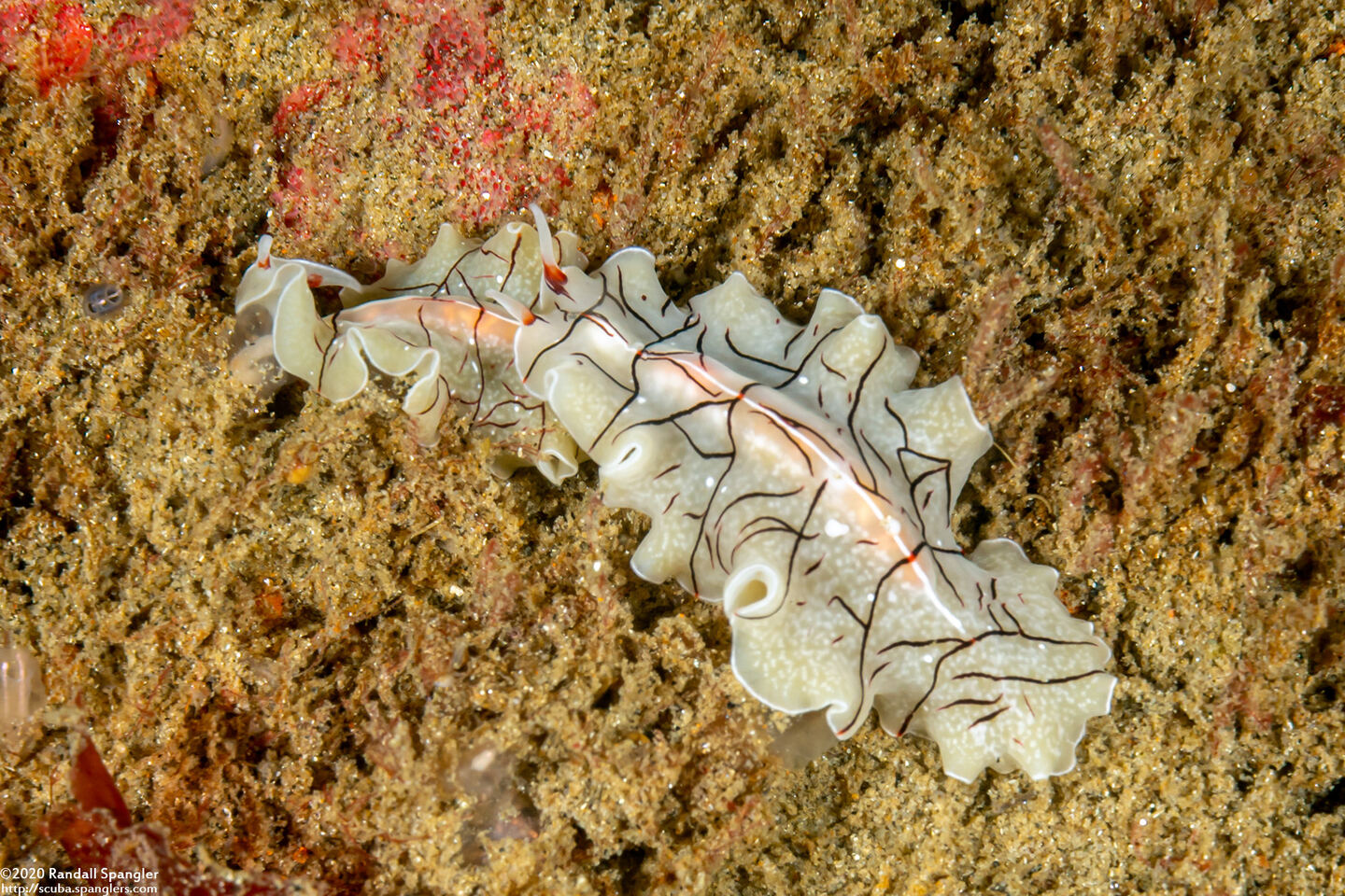 Eurylepta californica (Montgomery's Flatworm)