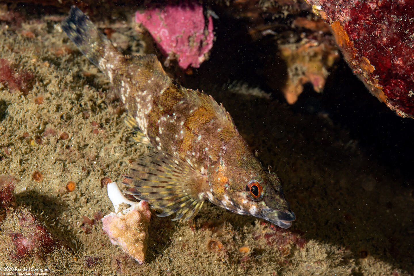 Oxylebius pictus (Painted Greenling)