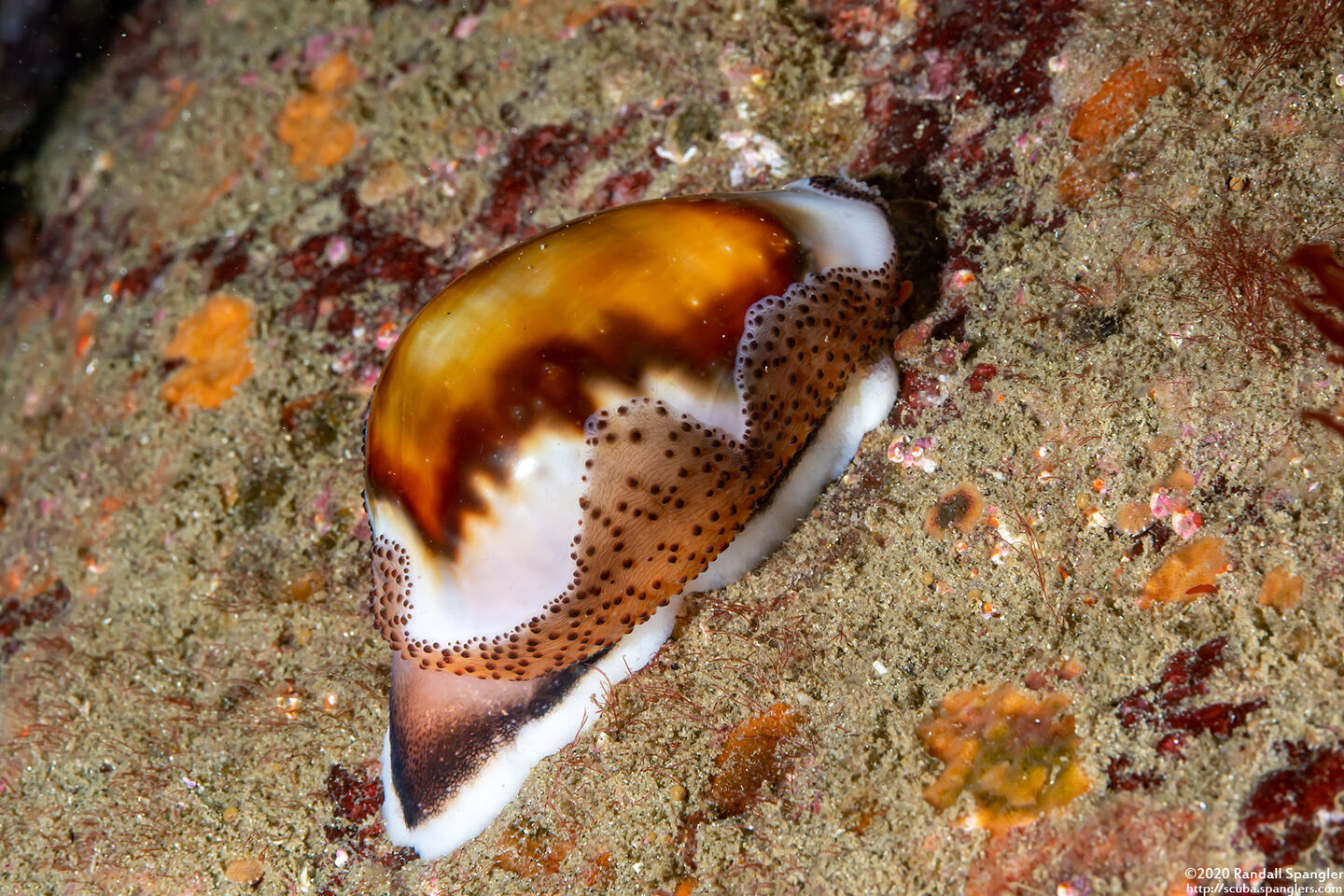 Neobernaya spadicea (Chestnut Cowry)