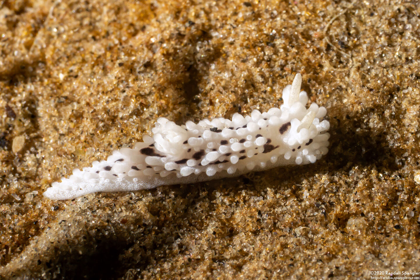 Aegires albopunctatus (Salt-and-Pepper Dorid)