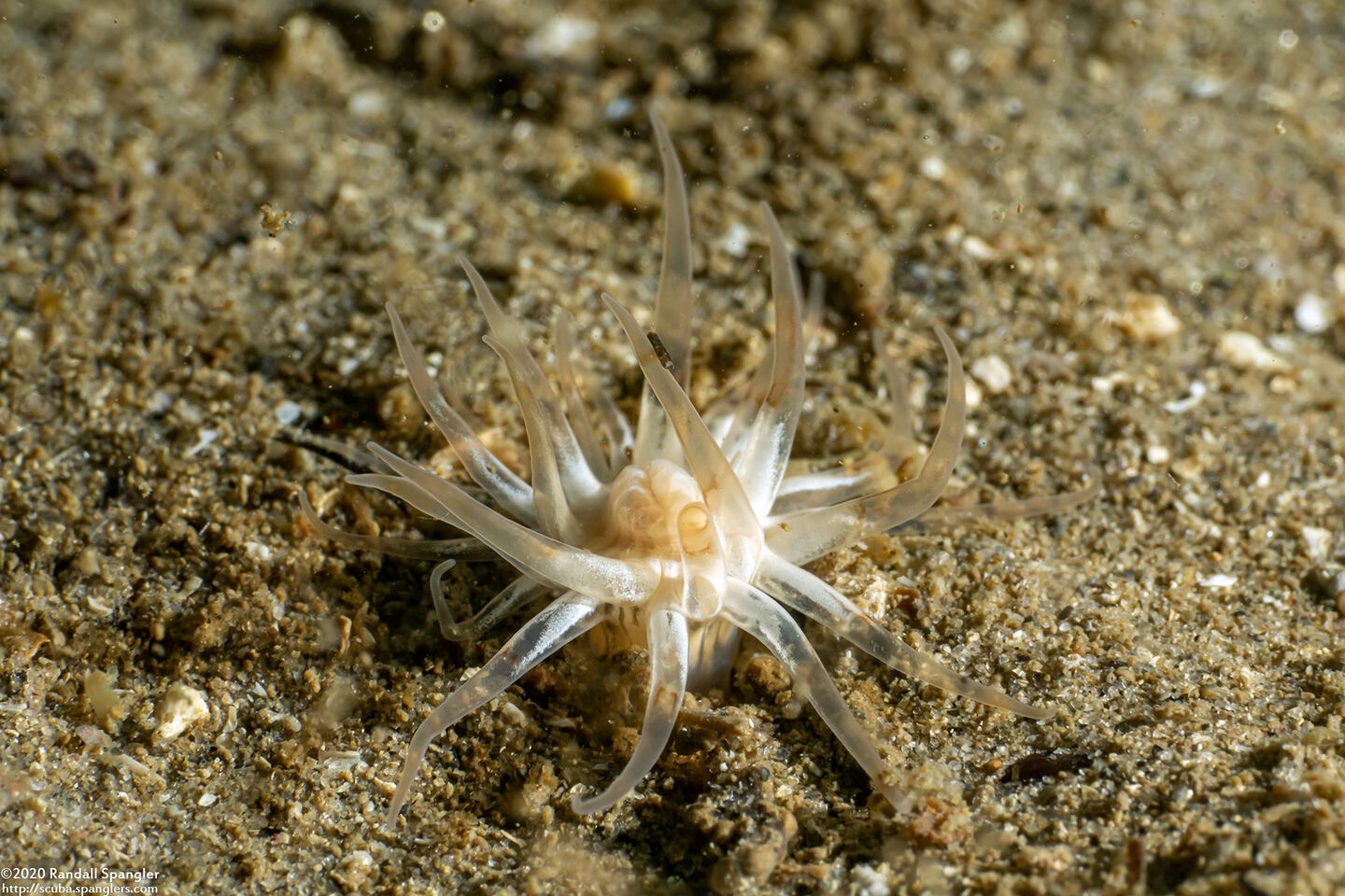 Diadumene leucolena (Ghost Anemone)