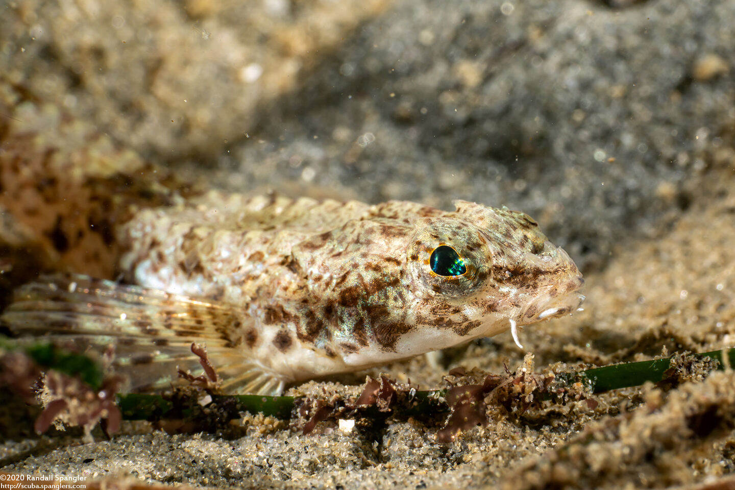 Odontopyxis trispinosa (Pygmy Poacher)