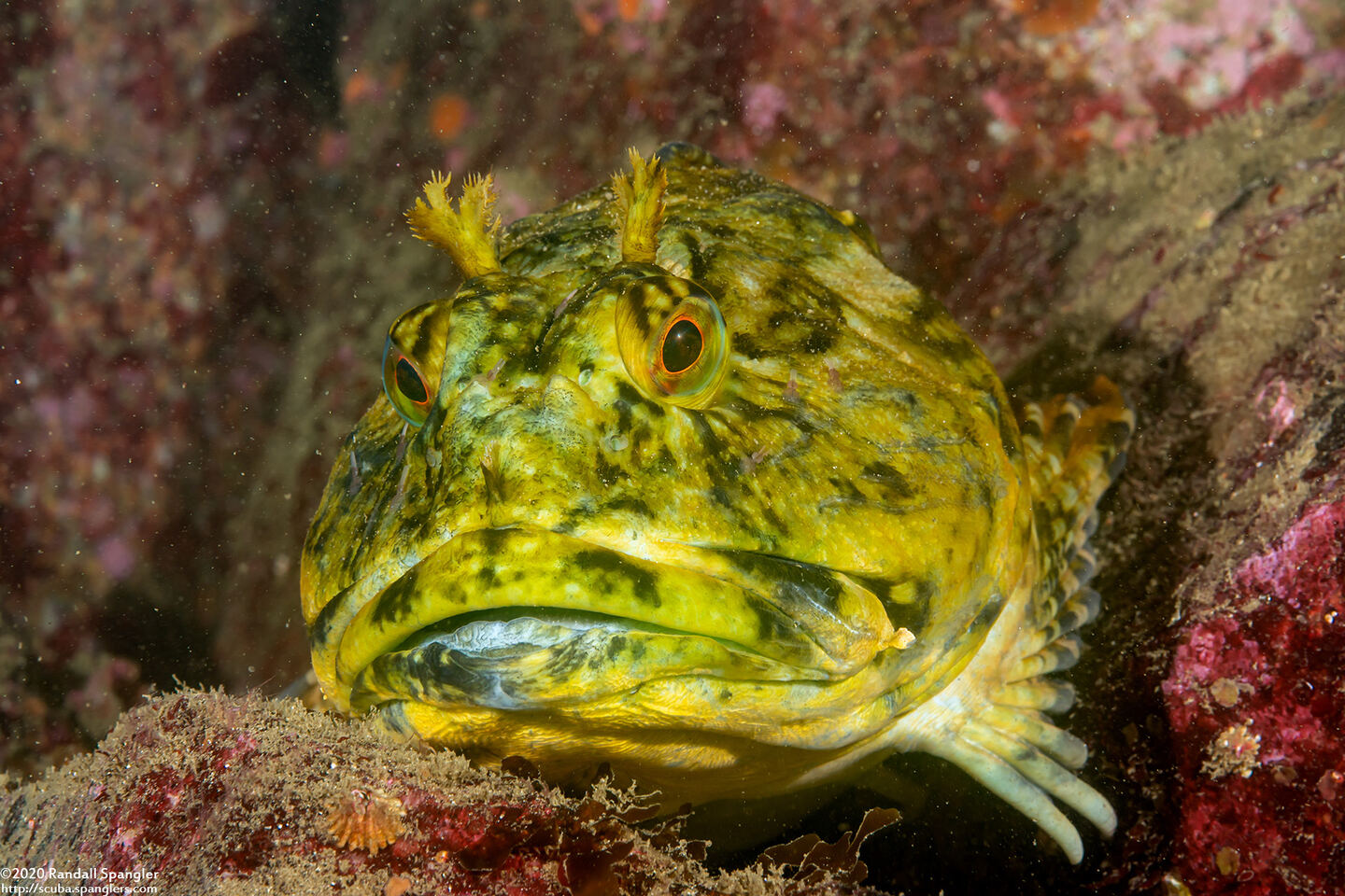 Scorpaenichthys marmoratus (Cabezon)