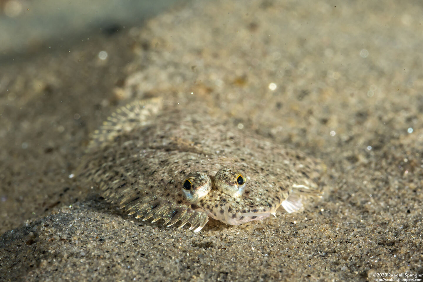 Citharichthys stigmaeus (Speckled Sanddab)