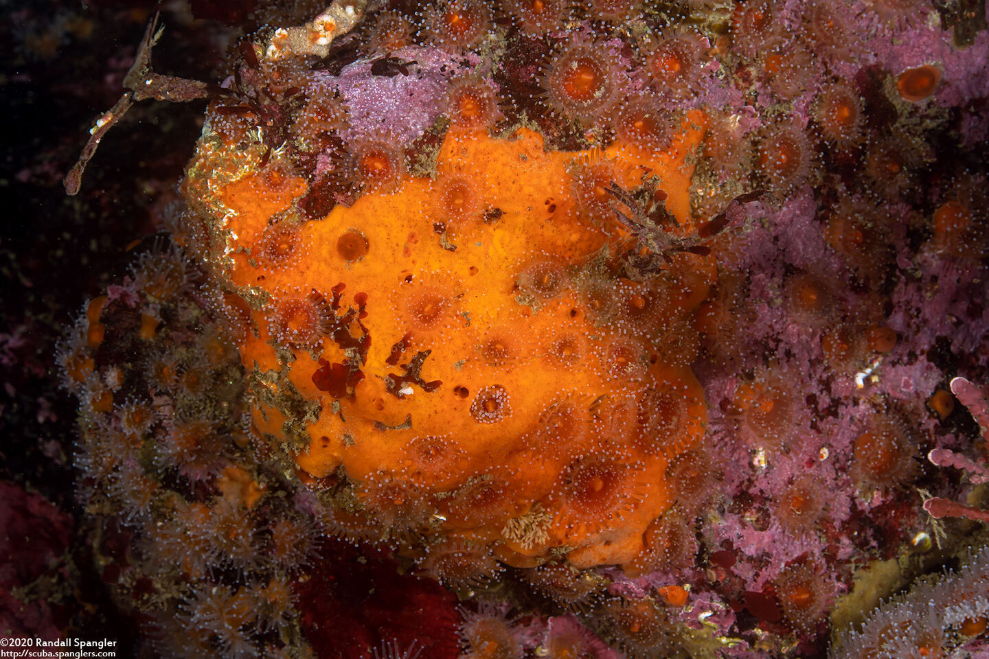 Clathria sp.2 (Clathria sp.2)