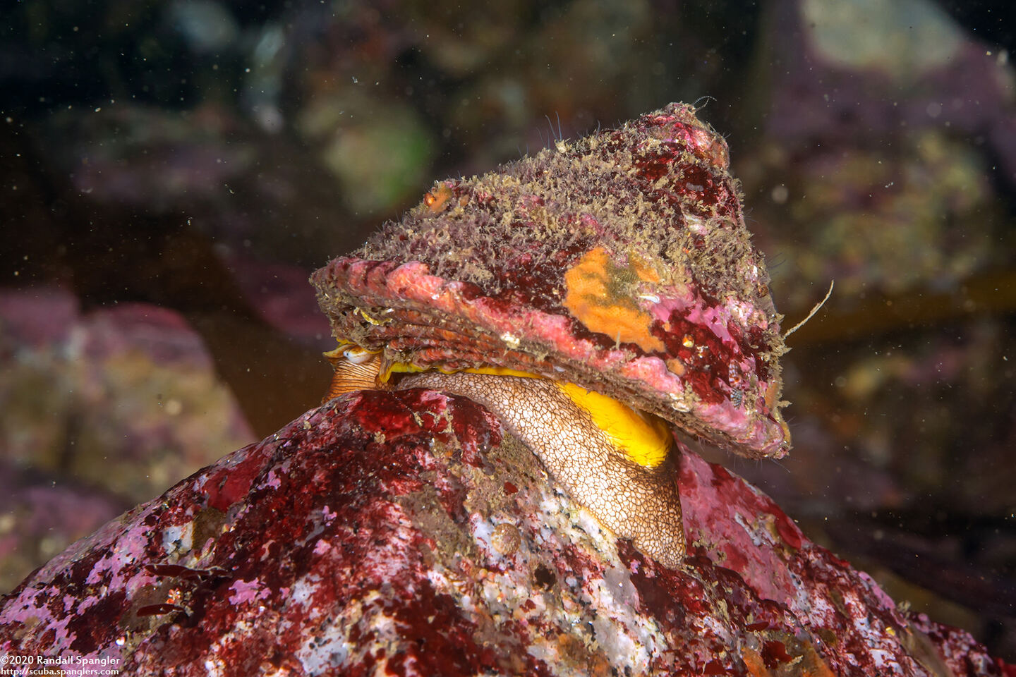Pomaulax gibberosus (Red Top Snail)