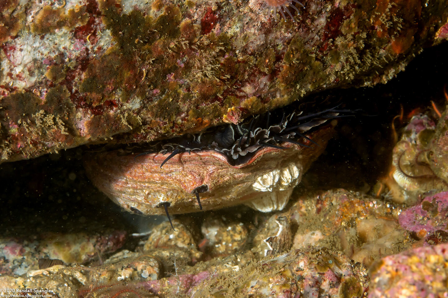 Haliotis rufescens (Red Abalone)