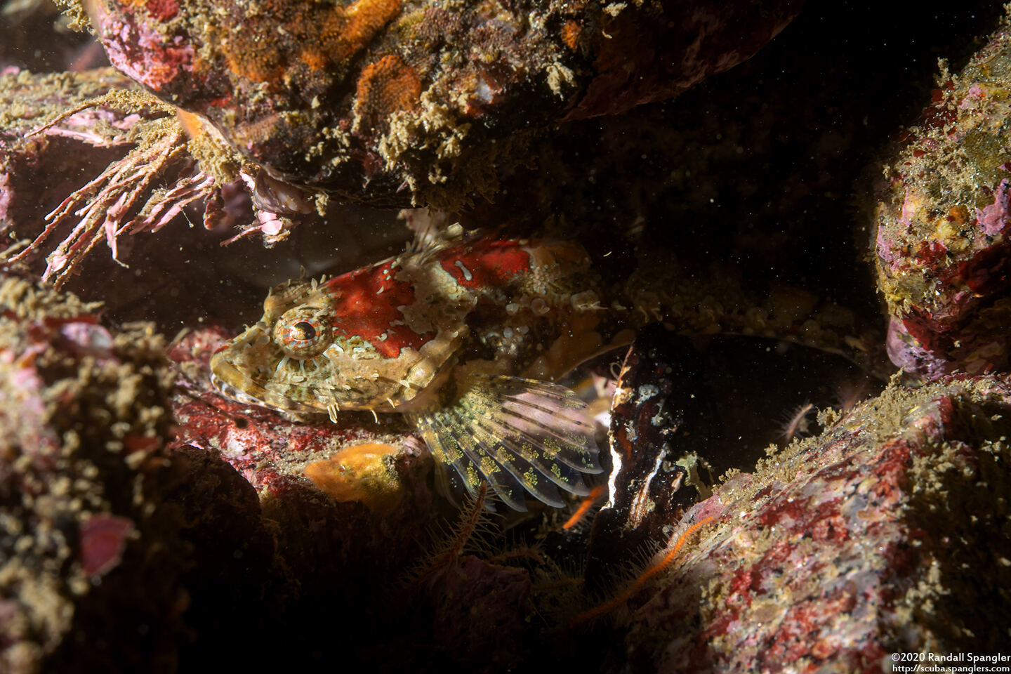 Artedius corallinus (Coralline Sculpin)