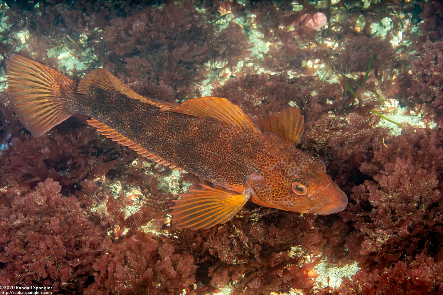 Hexagrammos decagrammus (Kelp Greenling)