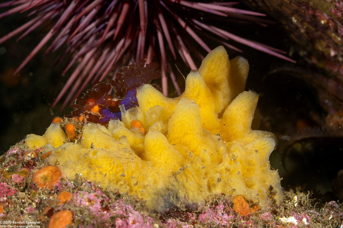 Polymastia pachymastia (Aggregated Nipple Sponge)