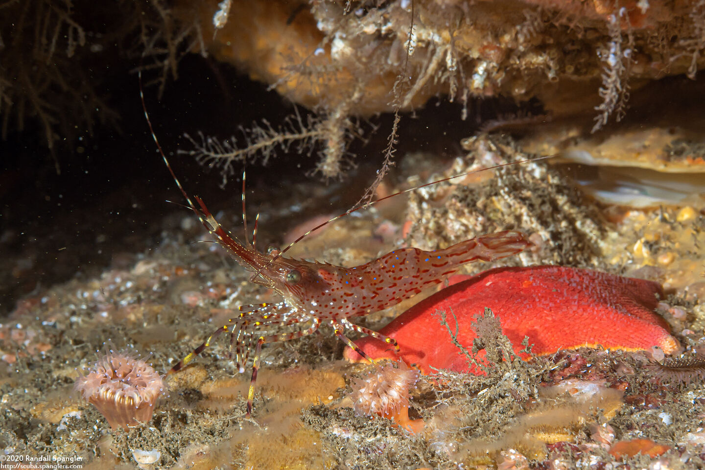 Pandalus danae (Dock Shrimp)