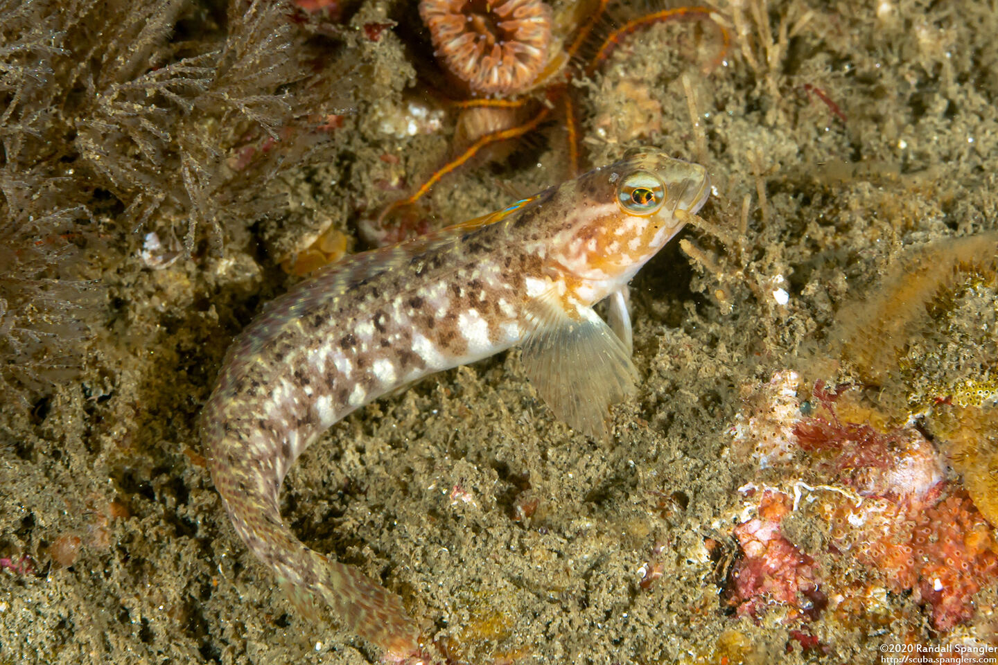 Rathbunella alleni (Stripefin Ronquil)