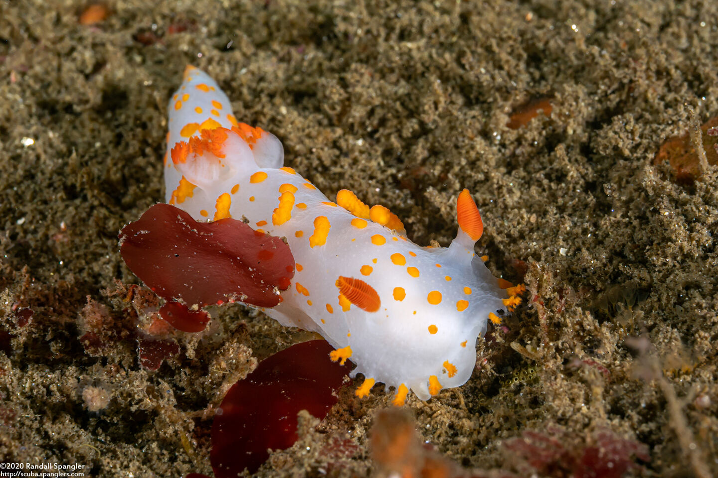 Triopha catalinae (Catalina Triopha)