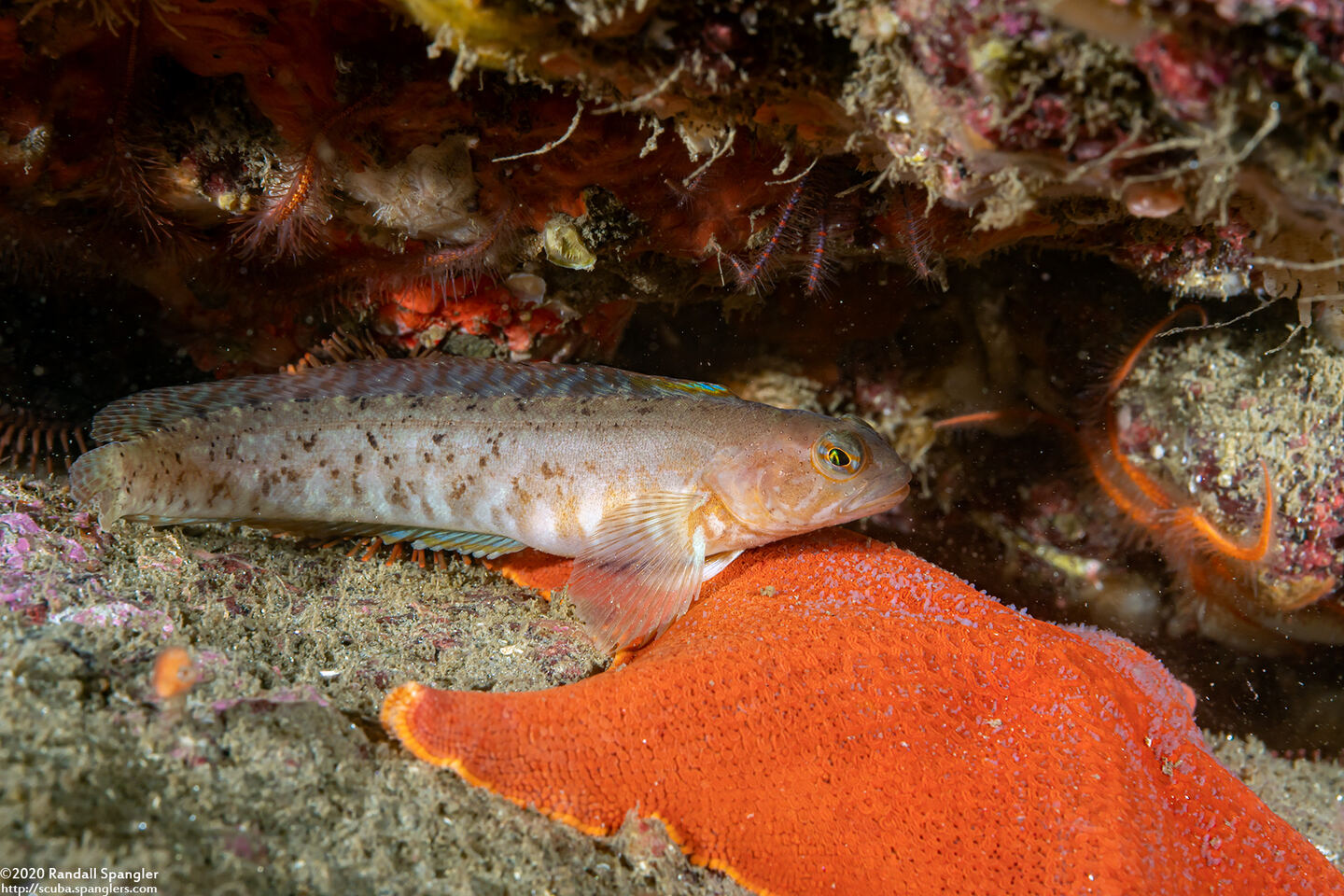 Rathbunella alleni (Stripefin Ronquil)
