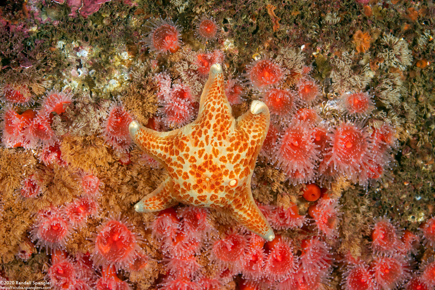 Dermasterias imbricata (Leather Star)