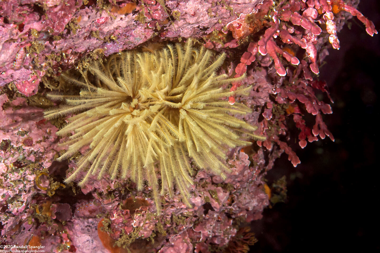 Eudistylia polymorpha (Feather Duster Worm)