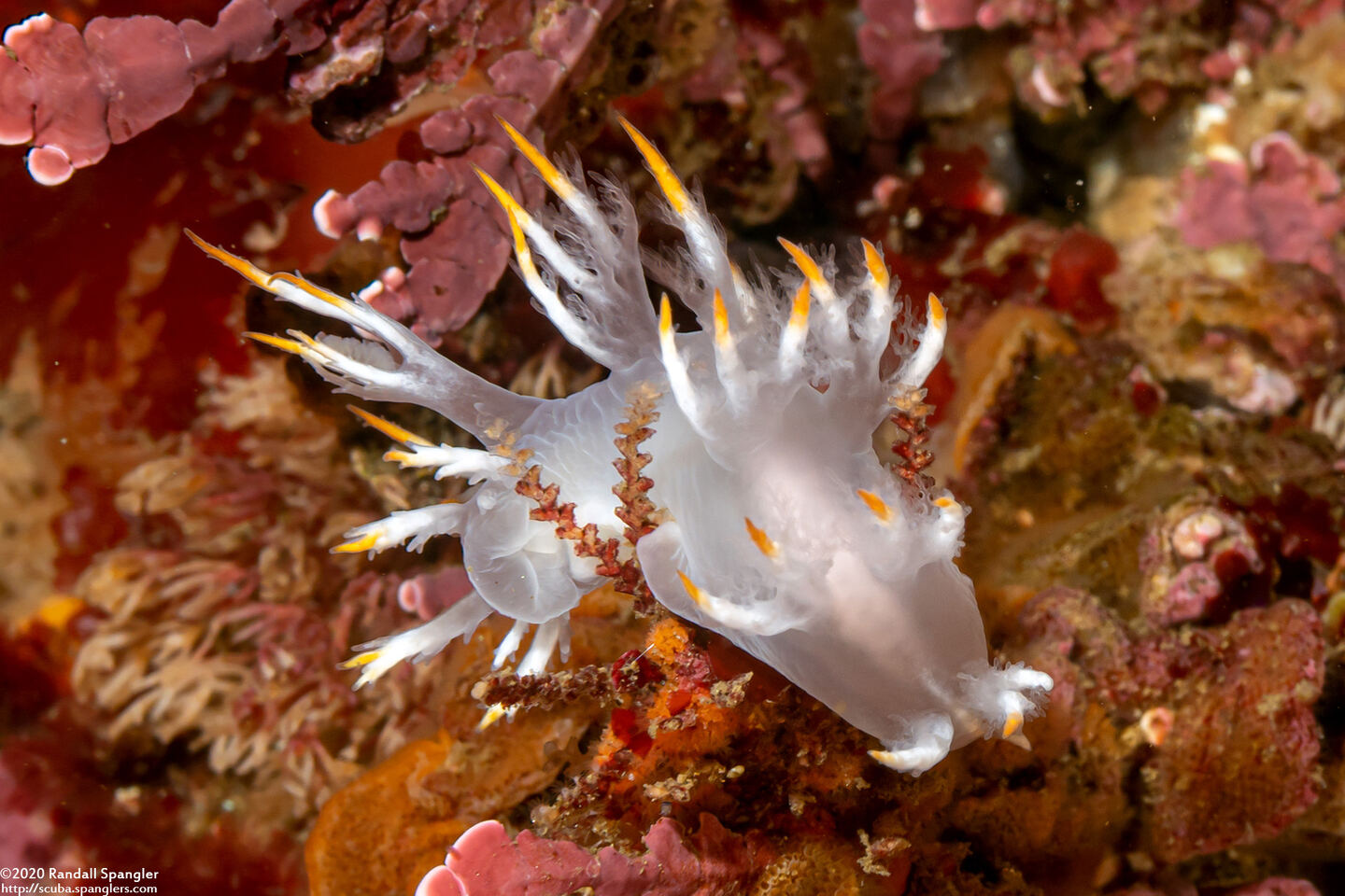 Dendronotus albus (White Dendronotus)