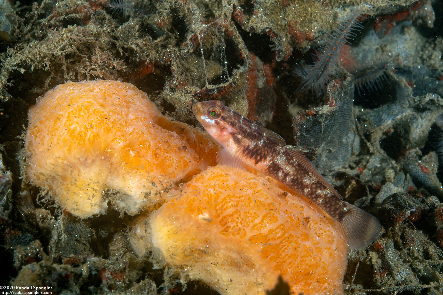 Aplidium solidum (Red Ascidian)