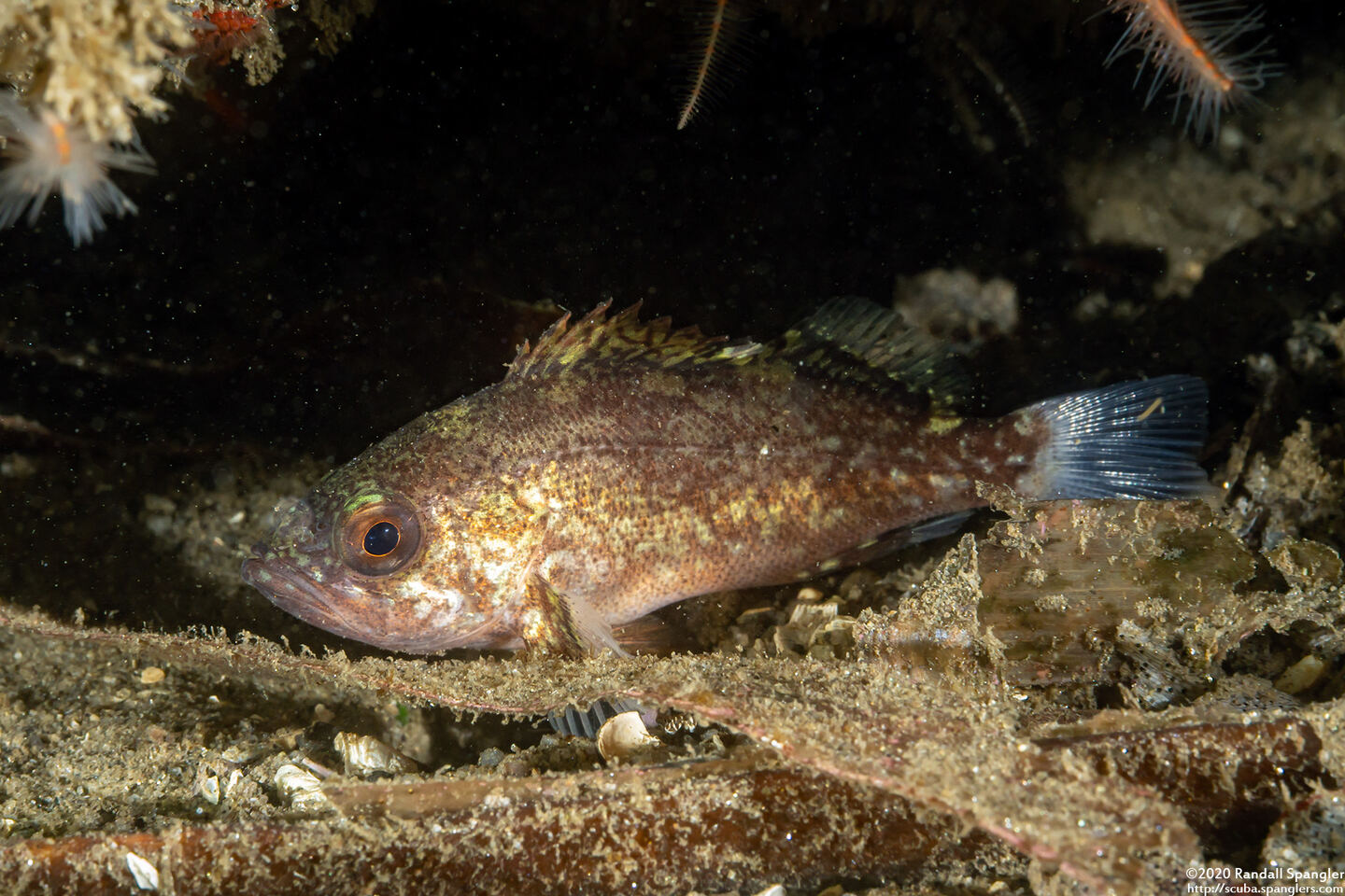 Sebastes miniatus (Vermilion Rockfish)