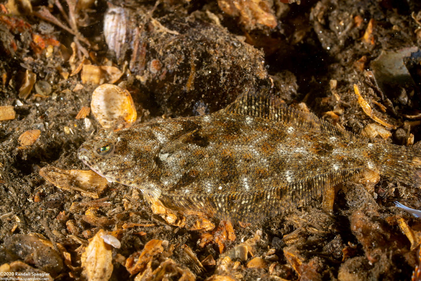 Citharichthys stigmaeus (Speckled Sanddab)