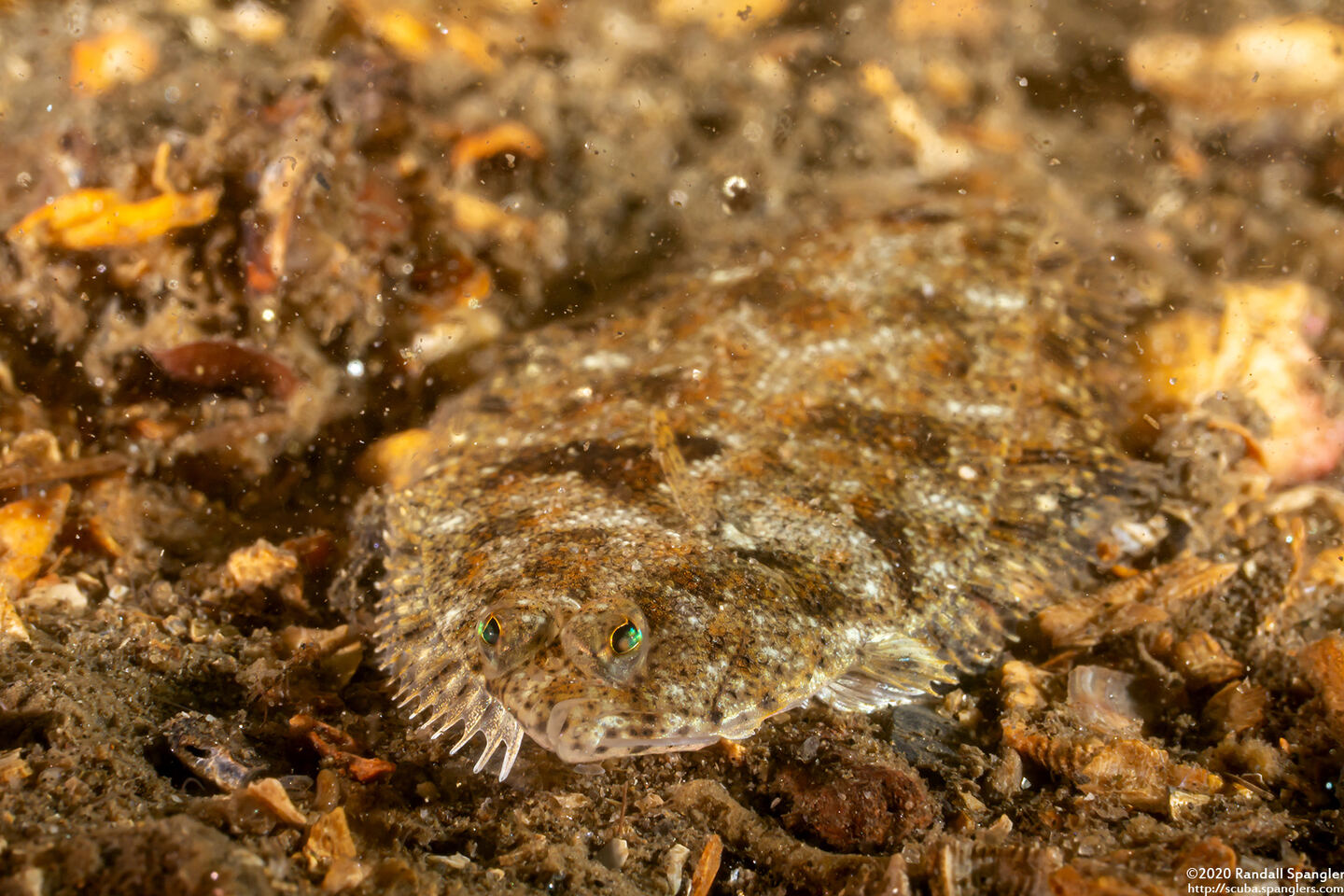 Citharichthys stigmaeus (Speckled Sanddab)