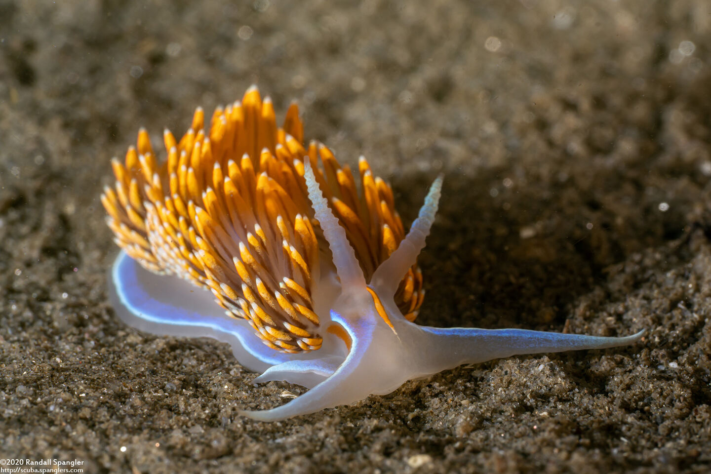 Hermissenda opalescens (Opalescent Nudibranch)