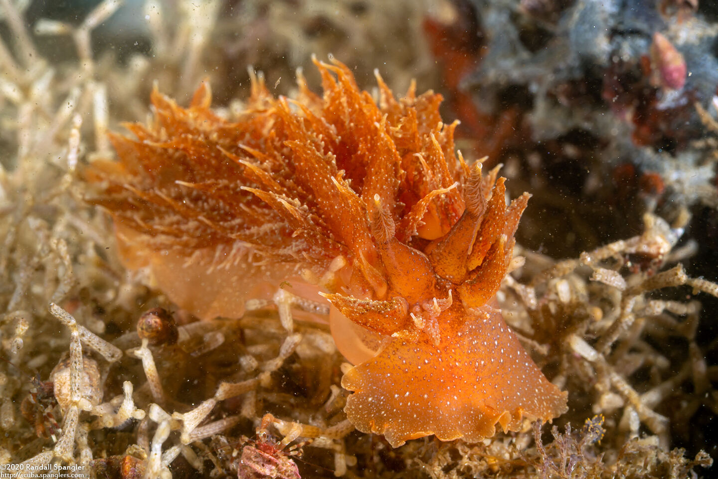 Dirona picta (Colorful Dirona)